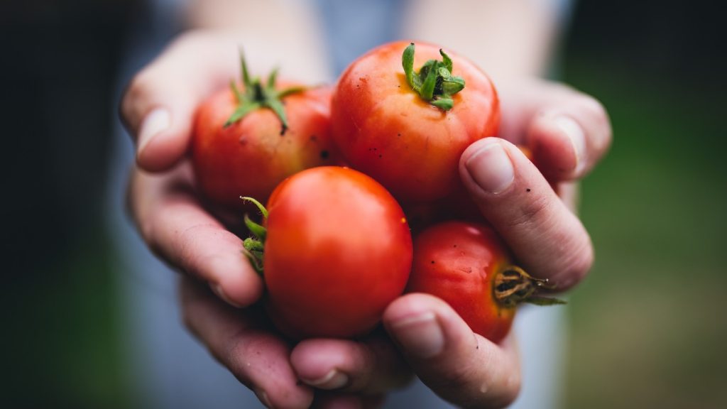 Tomates