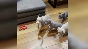 Una perra juega con sus cachorros y el video es viral en YouTube