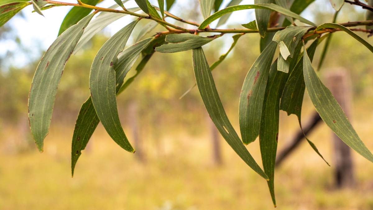 ¡Atención! Te contamos los beneficios de consumir hojas de eucalipto