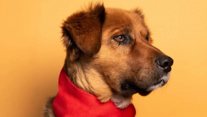 "Me basta con observar tu mirada": Brownie le envió unas sentidas palabras a Gabriel Boric por su primera Cuenta Pública