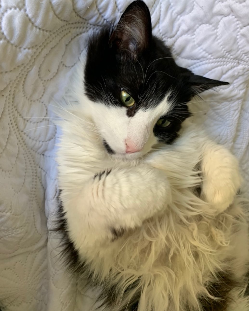 Catalina Guerra Mascota