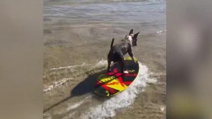 Un perro surfista es viral en video de YouTube