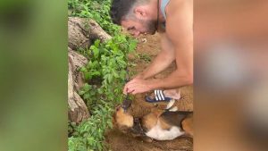 Rescate De Perros En Una Granja De Carne