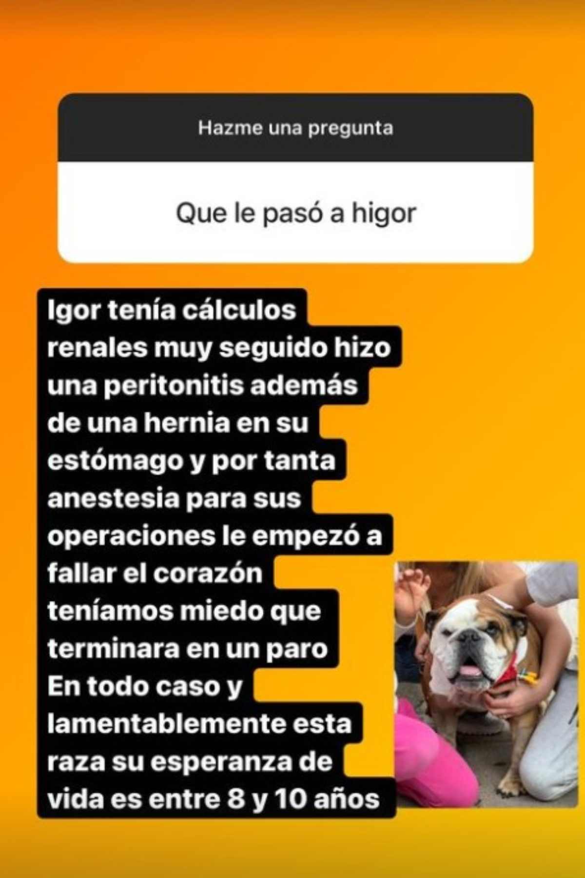 Perro Maura Rivera 