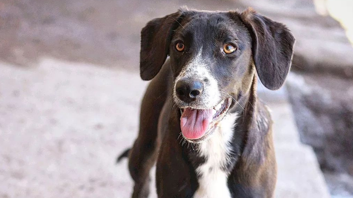 Afirman que quiltro chileno tiene mejor salud que los perros de raza