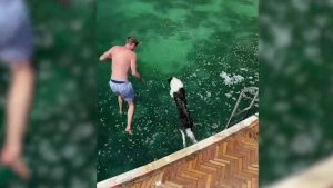 ¡Emocionante! El chapuzón de un perro es viral en YouTube