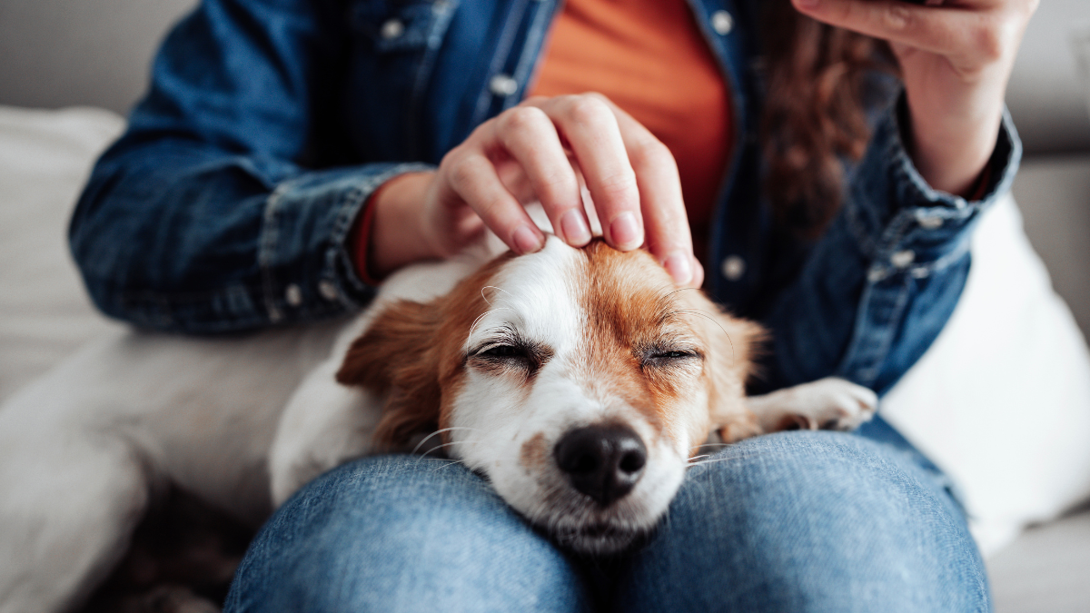 ¿Estás de acuerdo? Proyecto de ley busca decretar permiso laboral por la muerte de una mascota