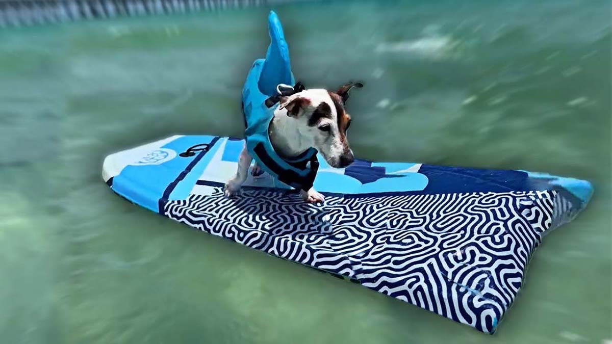 Un perro surfista es viral en video de YouTube