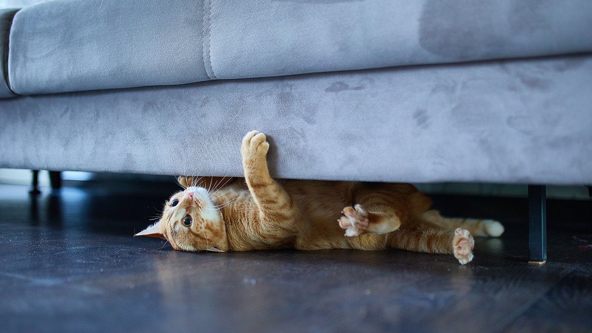 ¿Se puede dejar a un gato solo en casa?