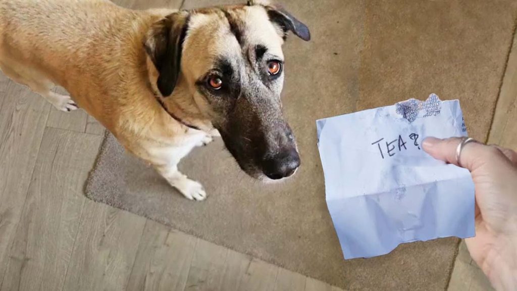 Perro Mensajero Viral