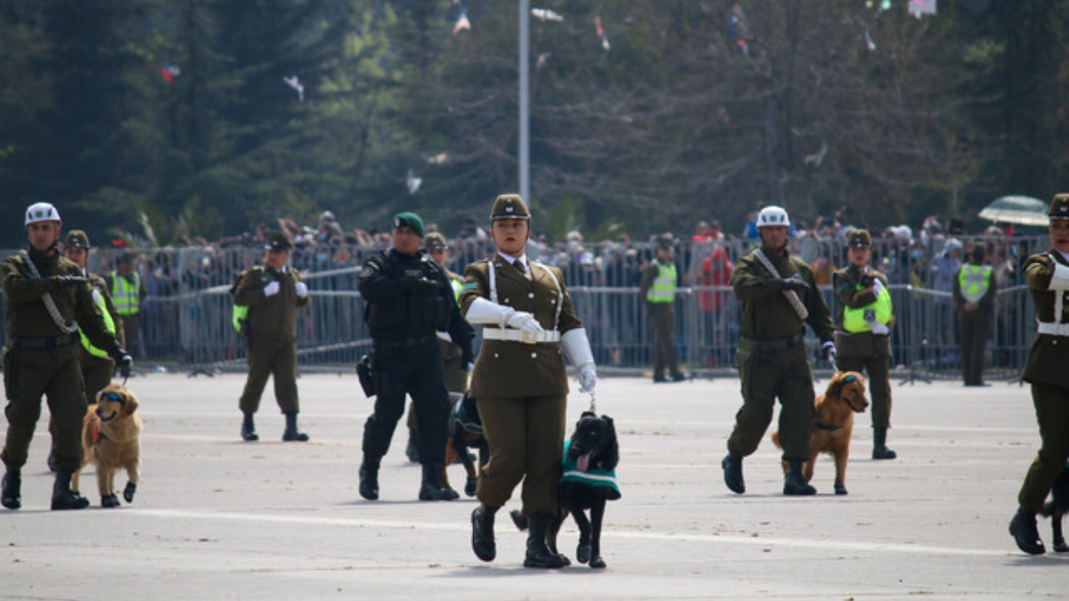 Perros Parada 3