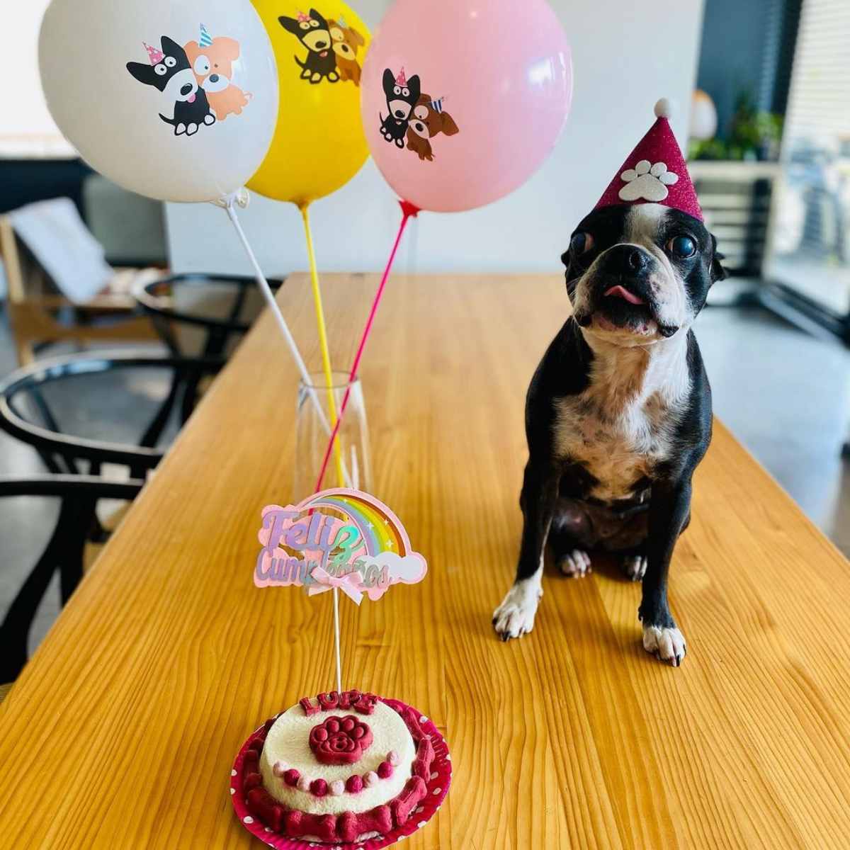 Begona Basauri Mascota  