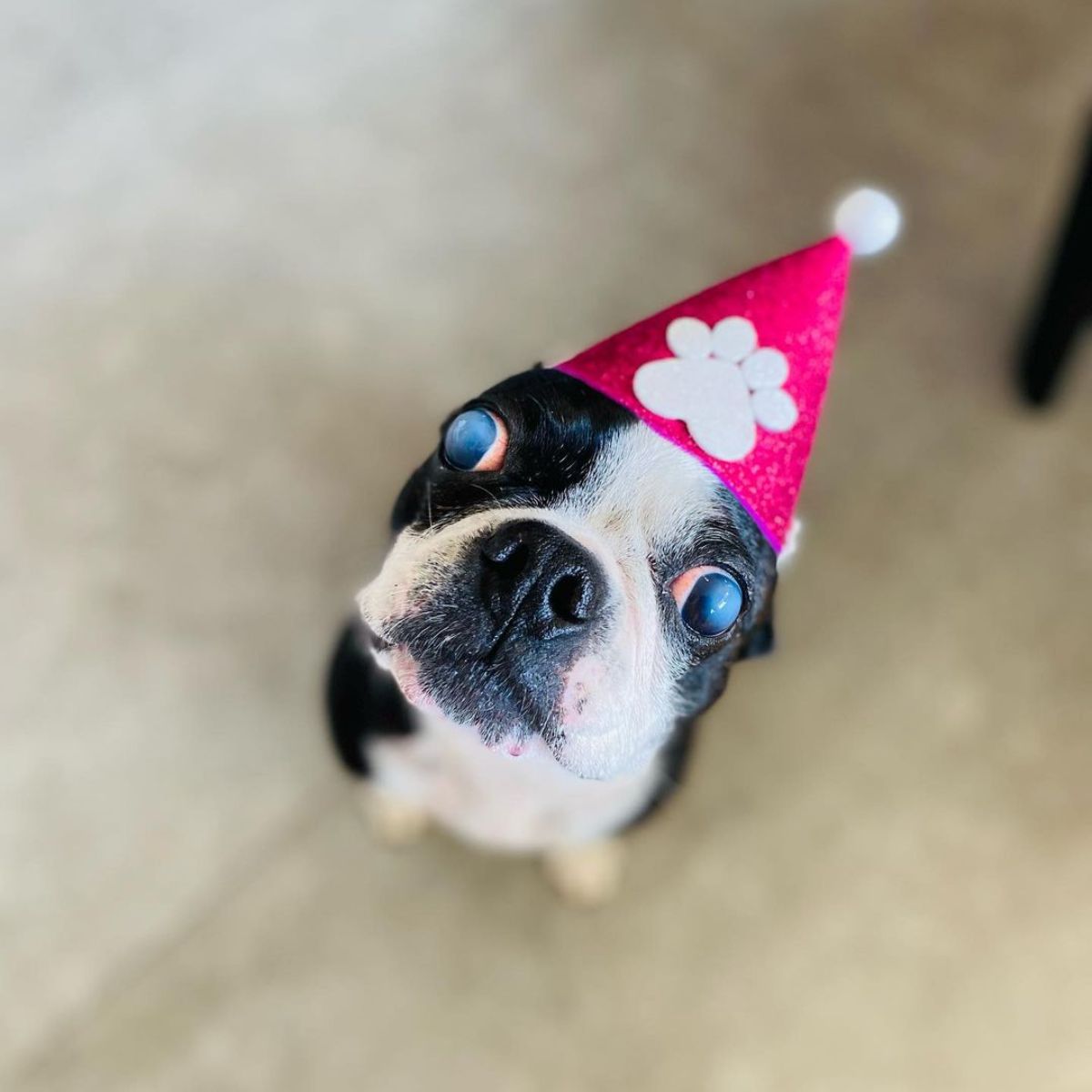 Begona Basauri Mascota 