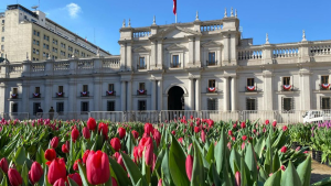 La Moneda Tulipanes 2