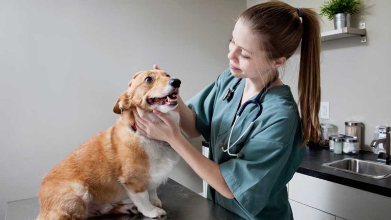 Vacunas Para Perros