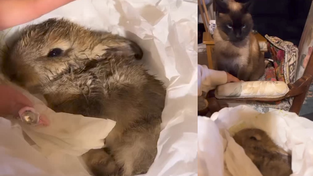 Historias de Denise Rosenthal