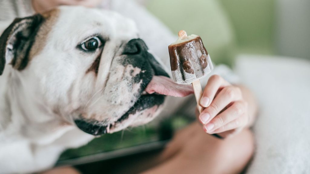 Helados Para Perros