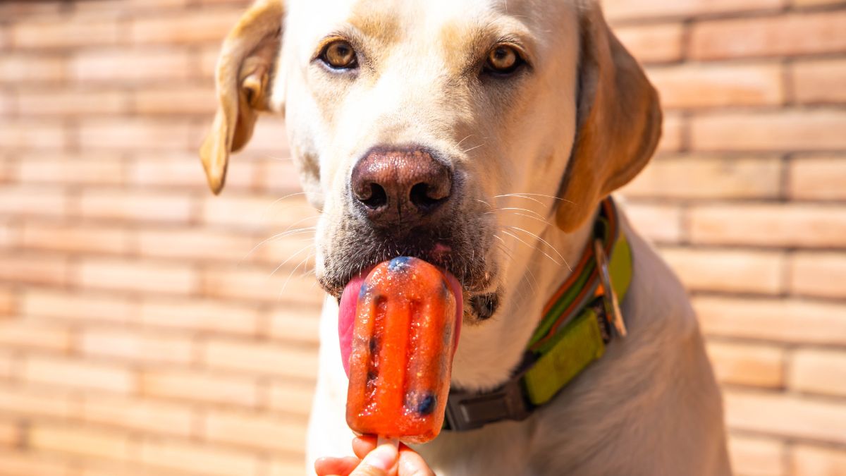 Helados Para Perros