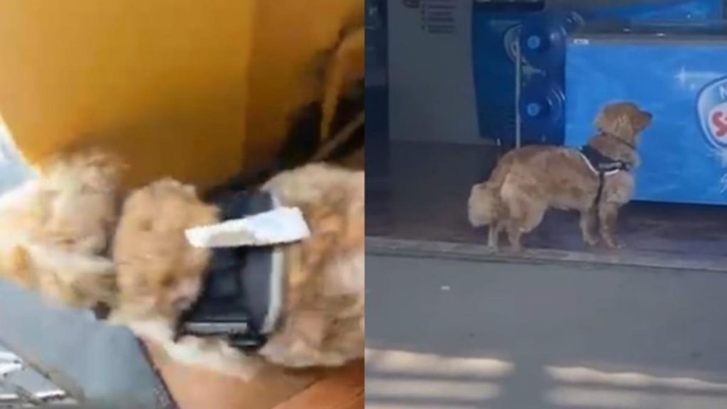 Perro Viral En TikTok