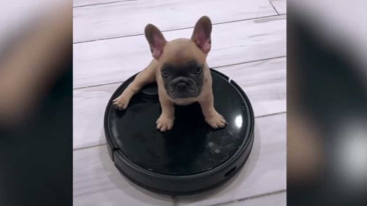 Un perro es viral en YouTube por perseguir a su propia sombra