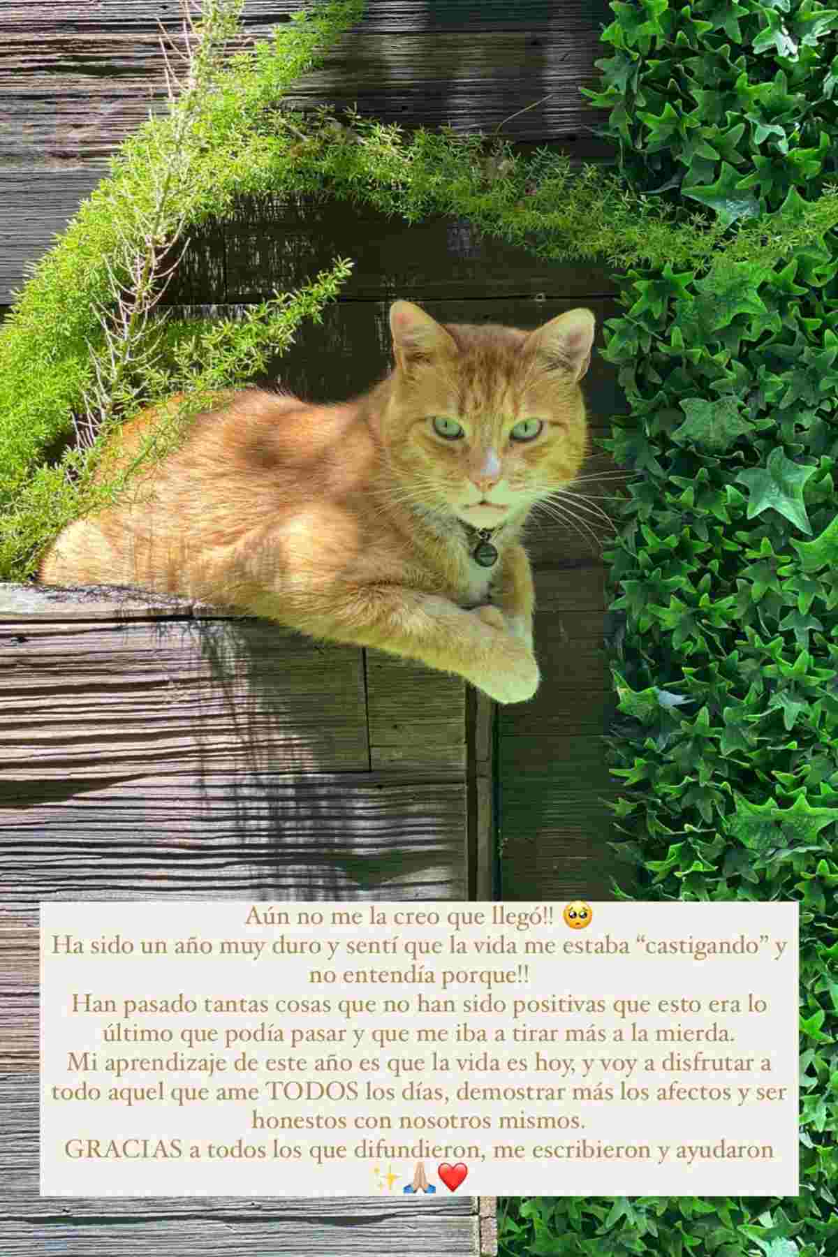 Coni Piccoli Mascota  