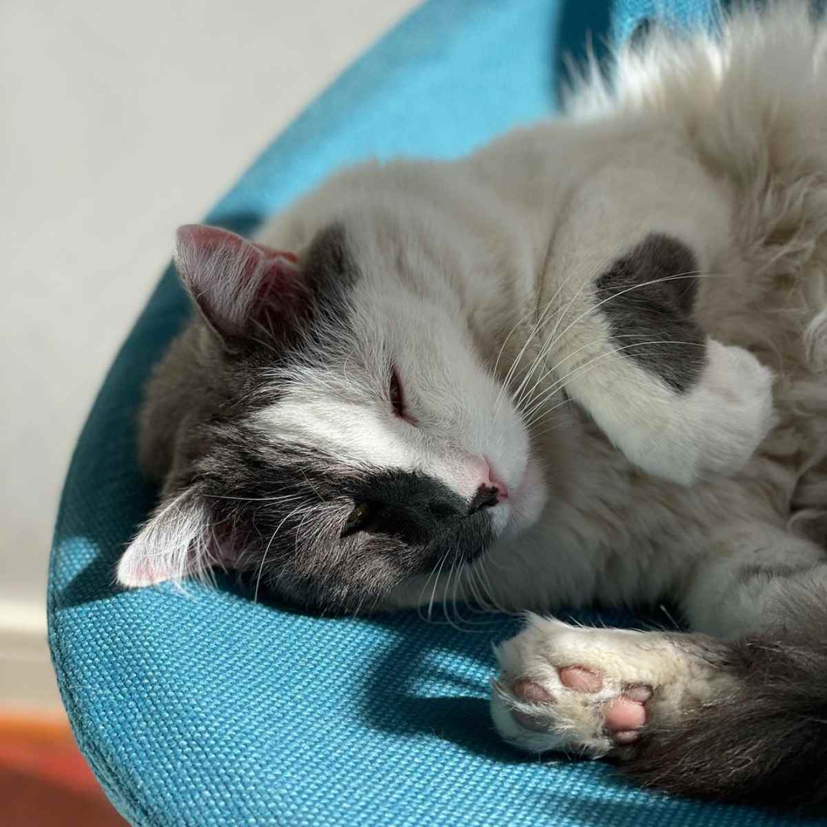 Soledad Onetto Perdida 