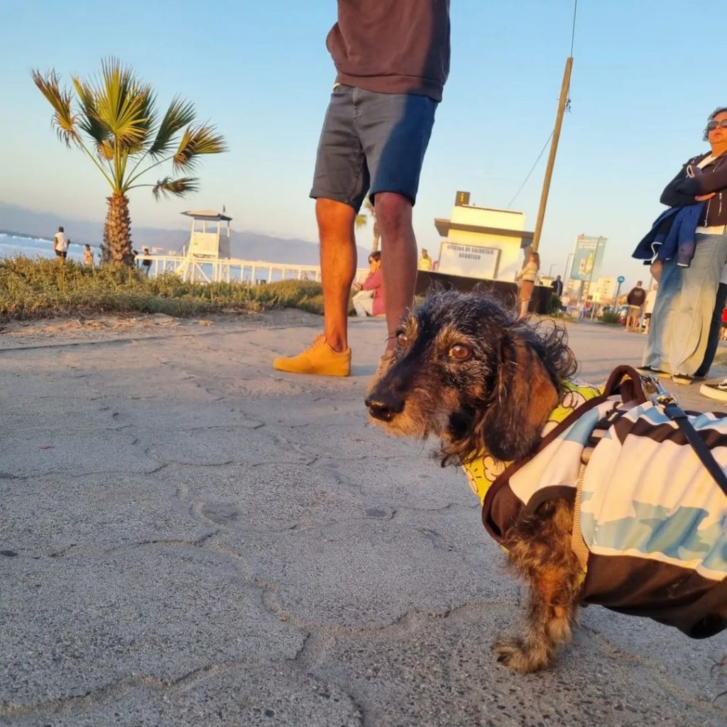 Diego Sánchez Y Su Perro 3