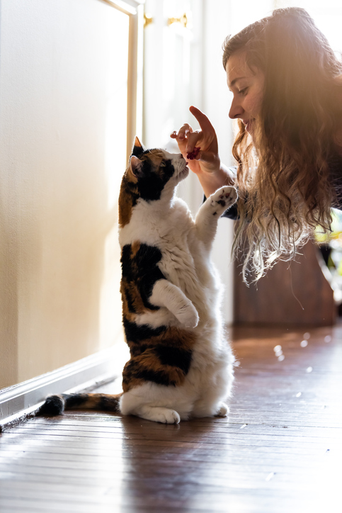 Calico Cat Standing Up On Hind Legs Asking For Food Meat Treat In Room Doing Trick With Front Paw And Happy Owner Woman Face Hand Feeding