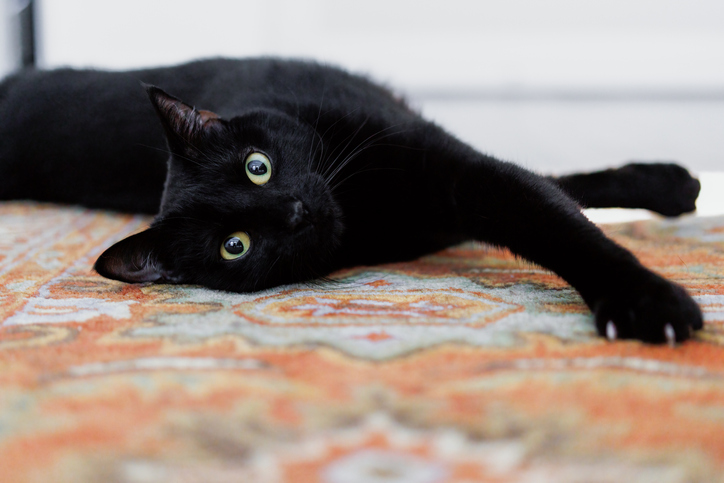 Black Cat Stretches On Rug In Bedroom