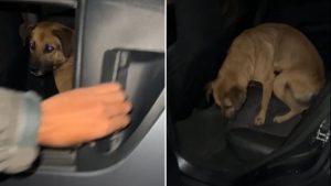 Perrito Tiktok 
