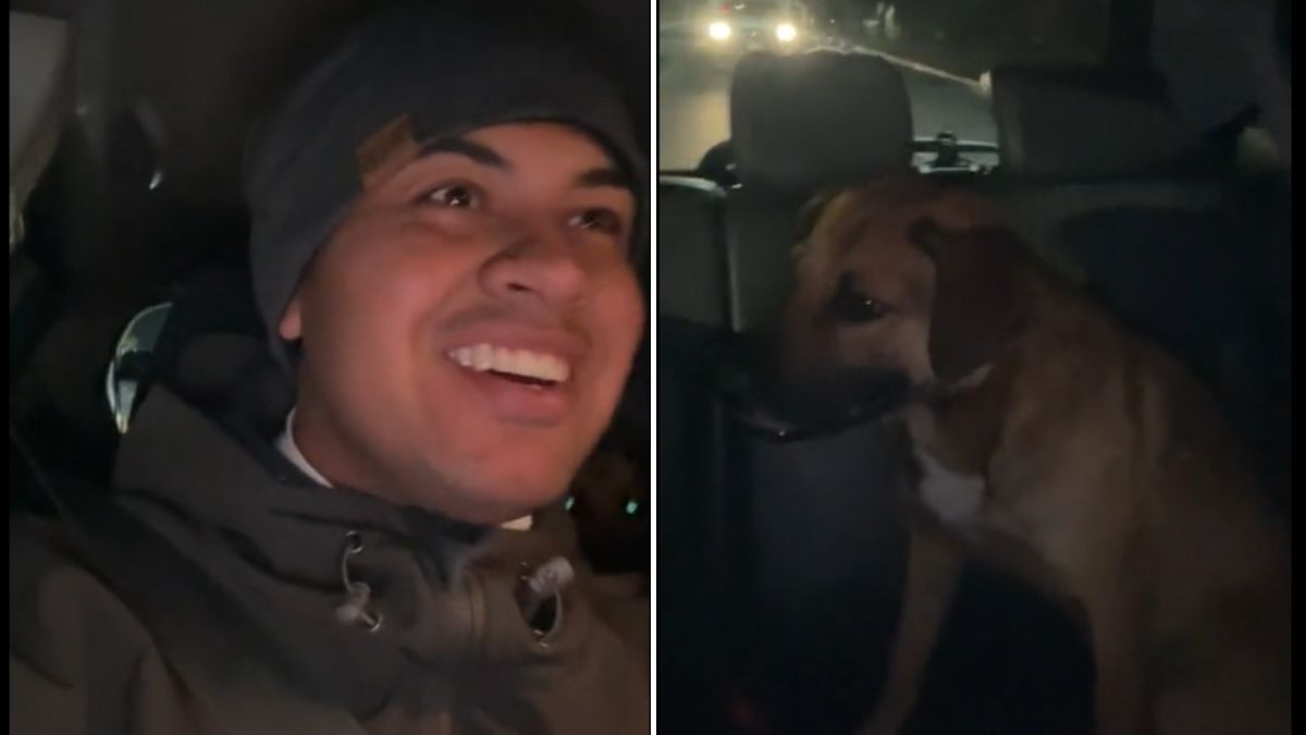 Perrito es viral en TikTok por tomar un Uber: El chofer lo dejó en la puerta de su casa