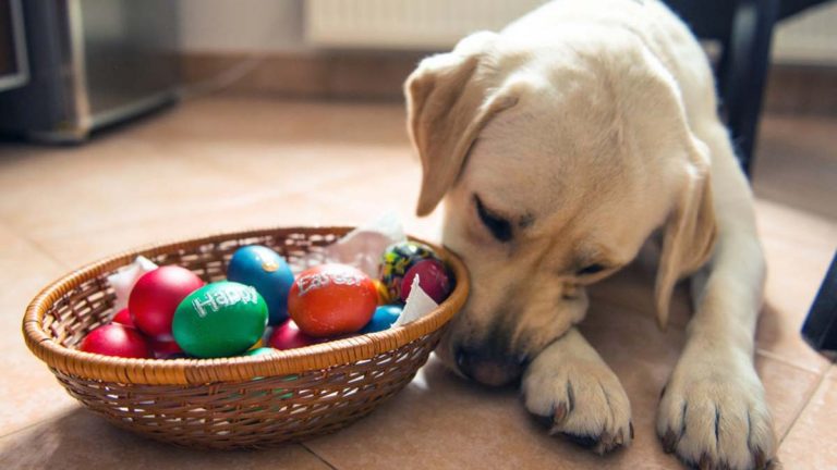 Perro Con Huevos De Pascua