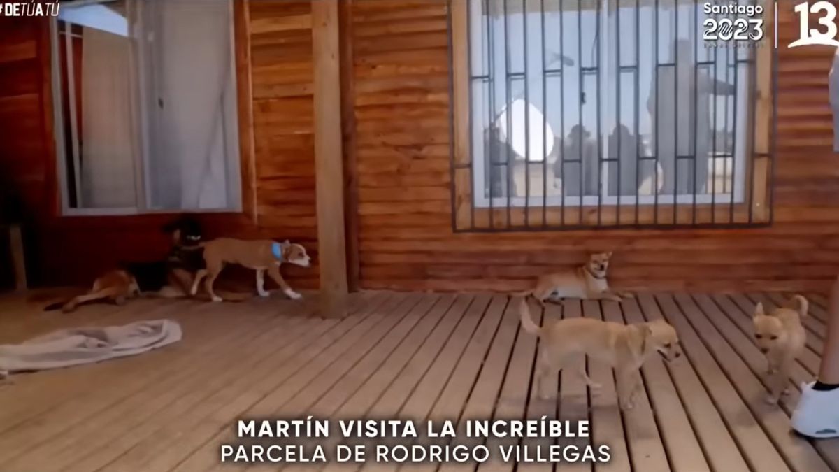 Rodrigo Villegas Mascotas (1)