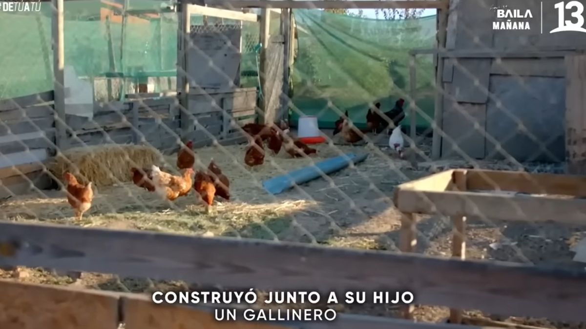 Rodrigo Villegas Mascotas (2)