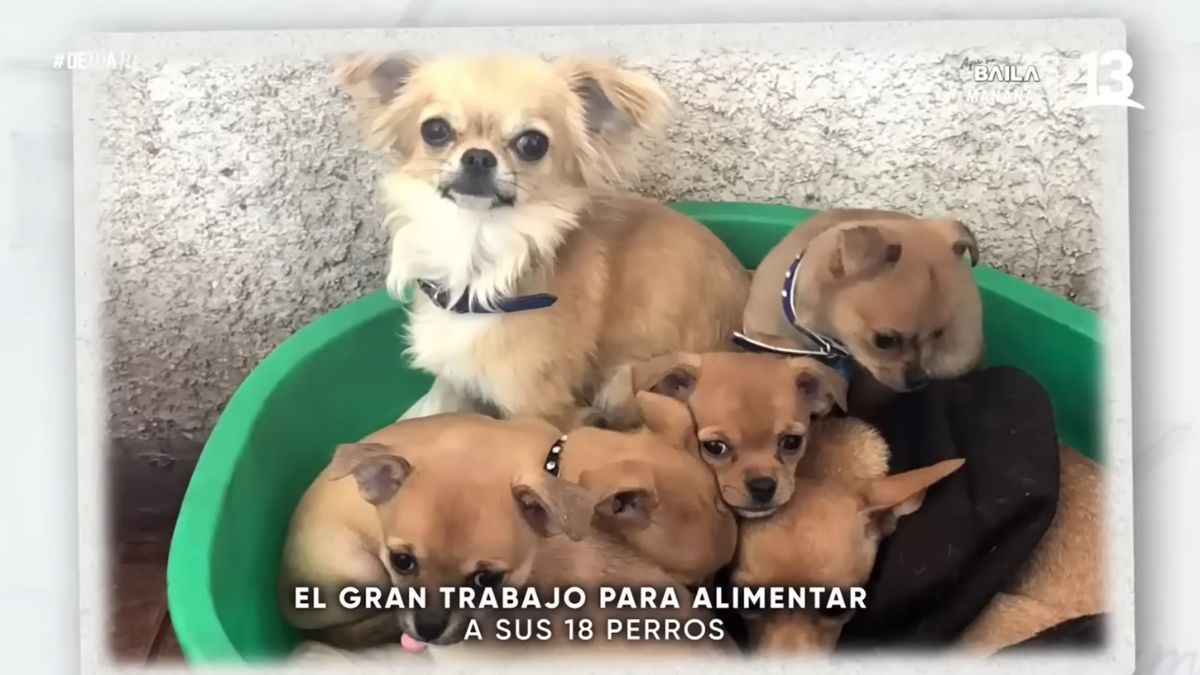 Rodrigo Villegas Mascotas (3)