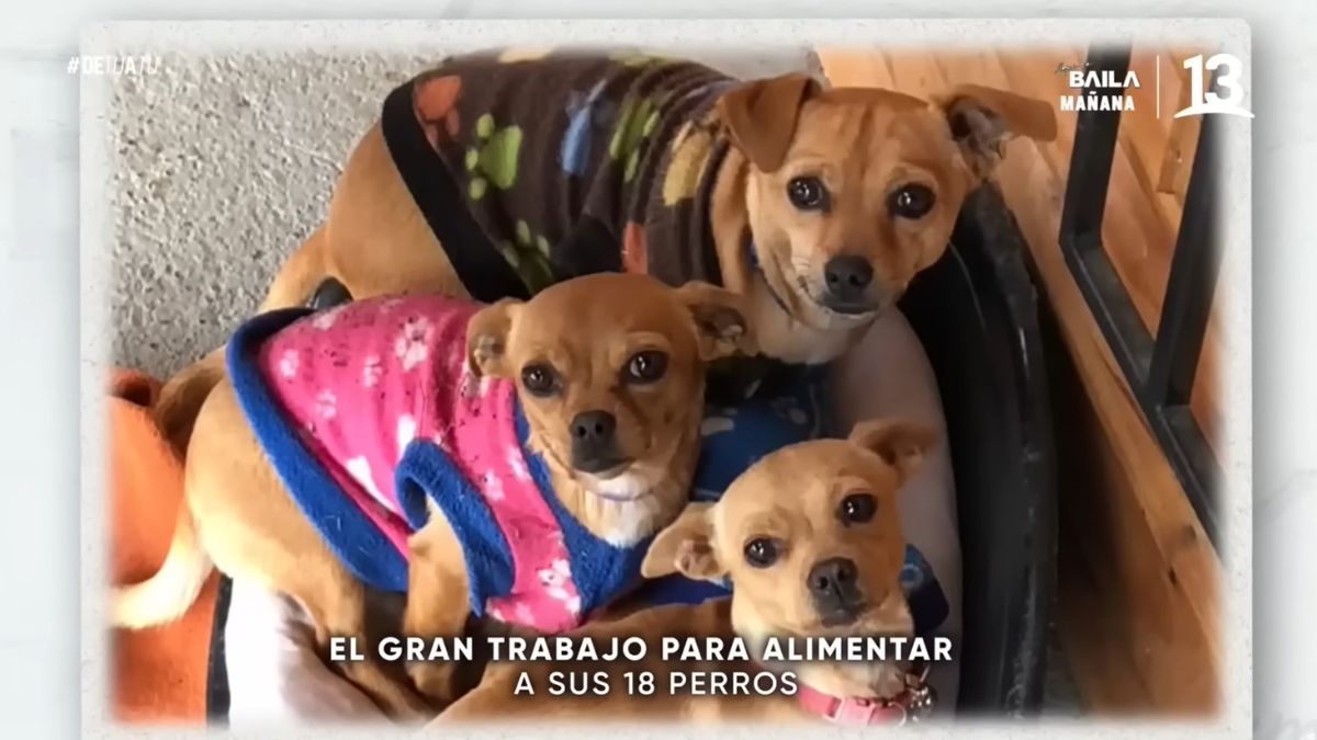 Rodrigo Villegas Mascotas (4)