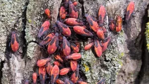 Chinche del Arce: La receta para crear tu propio insecticida natural