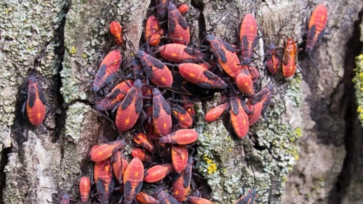 Chinche del Arce: La receta para crear tu propio insecticida natural
