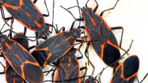 Chinche del Arce: ¿De dónde proviene el insecto que preocupa a los santiaguinos?