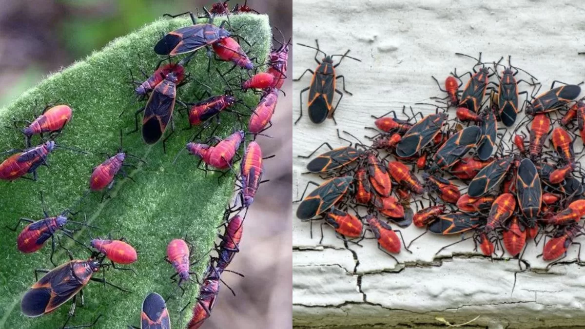 Chinche Del Arce Chile (1)