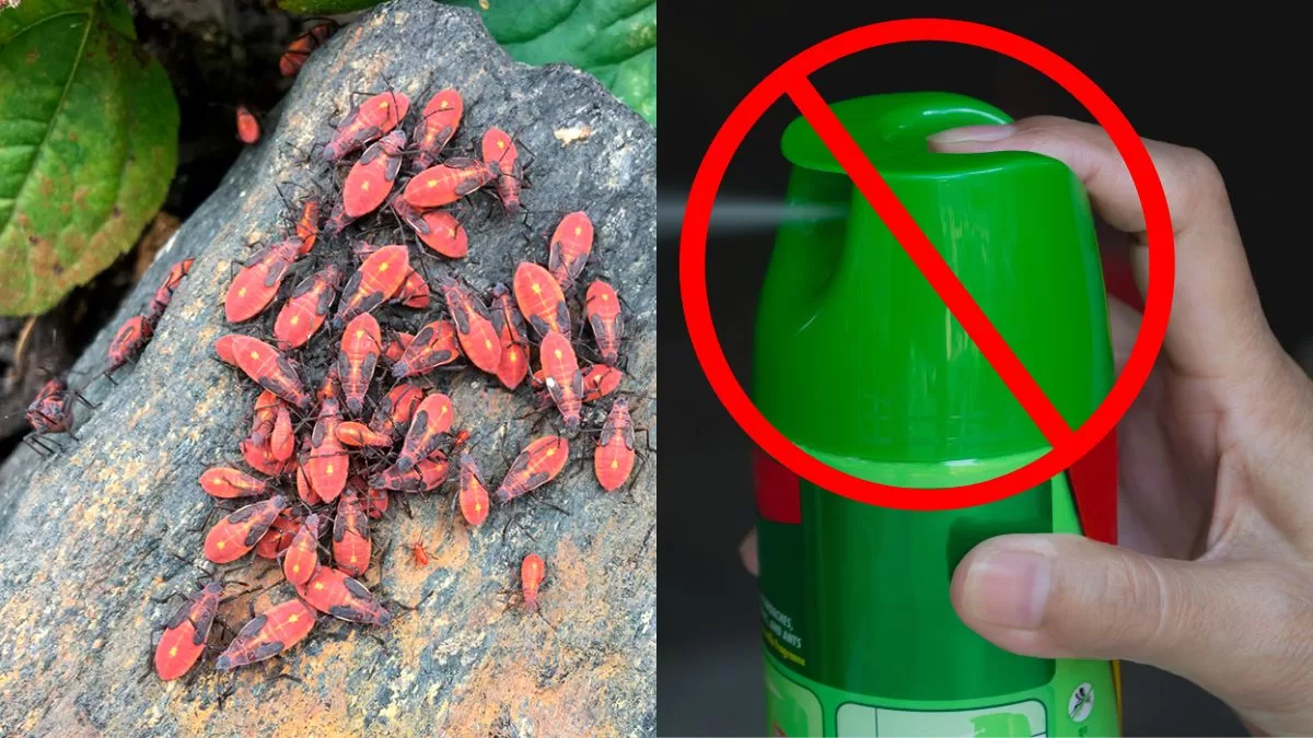 Lo que las marcas de insecticidas no quieren que sepas: Esta es la planta que te ayudará a espantar a la Chinche del Arce en Chile