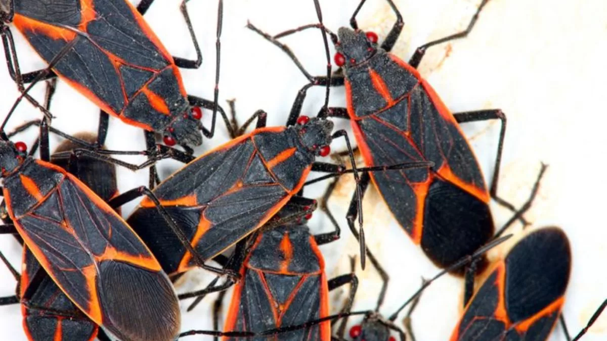 Chinche del Arce: ¿De dónde proviene el insecto que preocupa a los santiaguinos?