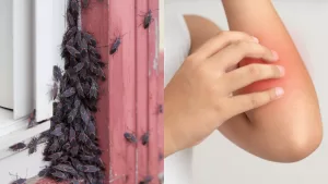 Todo lo que tienes que saber: ¿Qué pasa si te pica una Chinche del Arce?