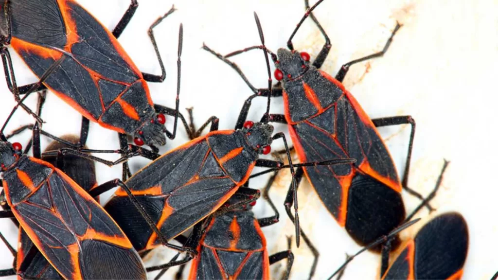 Chinche Del Arce (2)