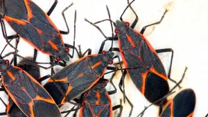 Chinche Del Arce (2)