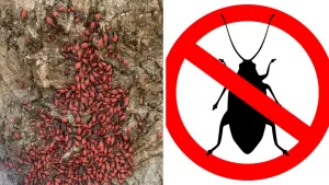 Un método casero: Así es cómo podrás eliminar al Chinche del Arce