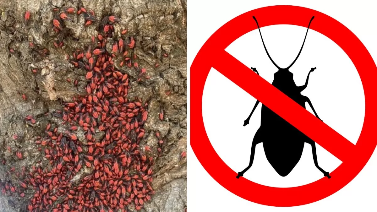 Un método casero: Así es cómo podrás eliminar al Chinche del Arce