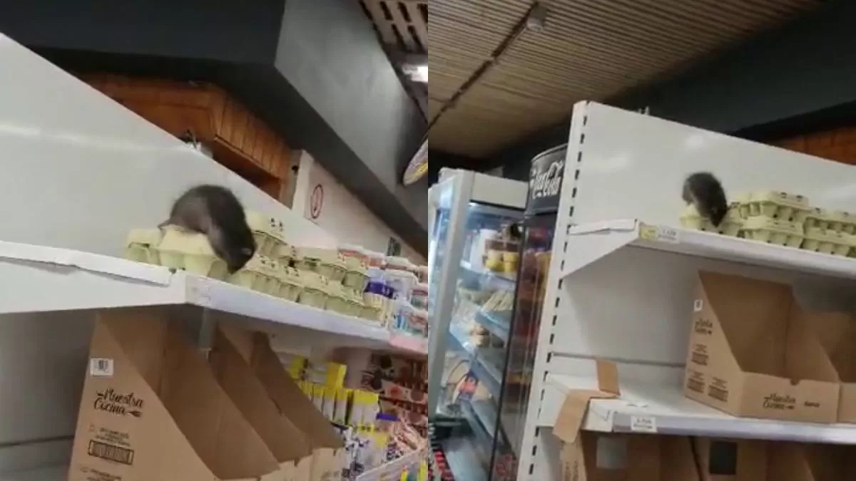 Con impactantes imágenes: Video de ratón en conocido supermercado del país se hace viral en TikTok