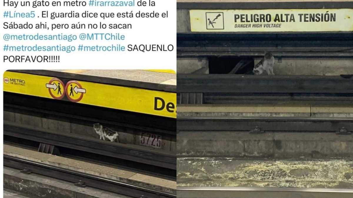 ¡Lo encontraron! Final feliz para gatito atrapado en las vías de Metro de Santiago