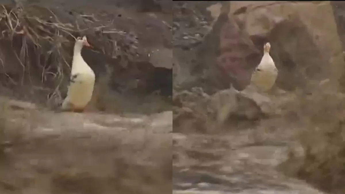 Lluvia en Santiago: Video muestra el momento exacto en que un pato se queda atrapado en inundación